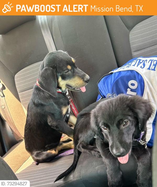 Found/Stray Male Dog last seen Hodges Bend Middle School, Mission Bend, TX 77083