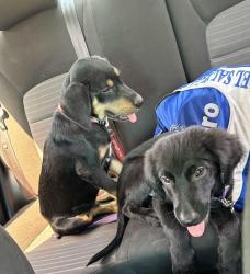 Found/Stray Male Dog last seen Hodges Bend Middle School, Mission Bend, TX 77083