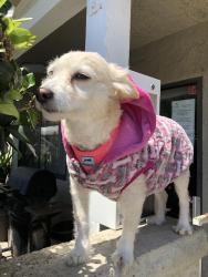 Reunited Female Dog last seen 4th and orange, Long Beach, CA 90802