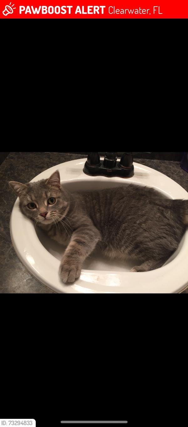 Lost Male Cat last seen Landmark and 580, Clearwater, FL 33761