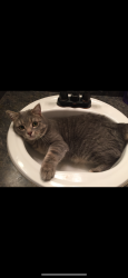 Lost Male Cat last seen Landmark and 580, Clearwater, FL 33761