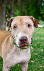 Shelter Stray Male Dog last seen Near US HWY 12, Yakima County,, 2405 W Birchfield Rd, Yakima, WA 98901, USA