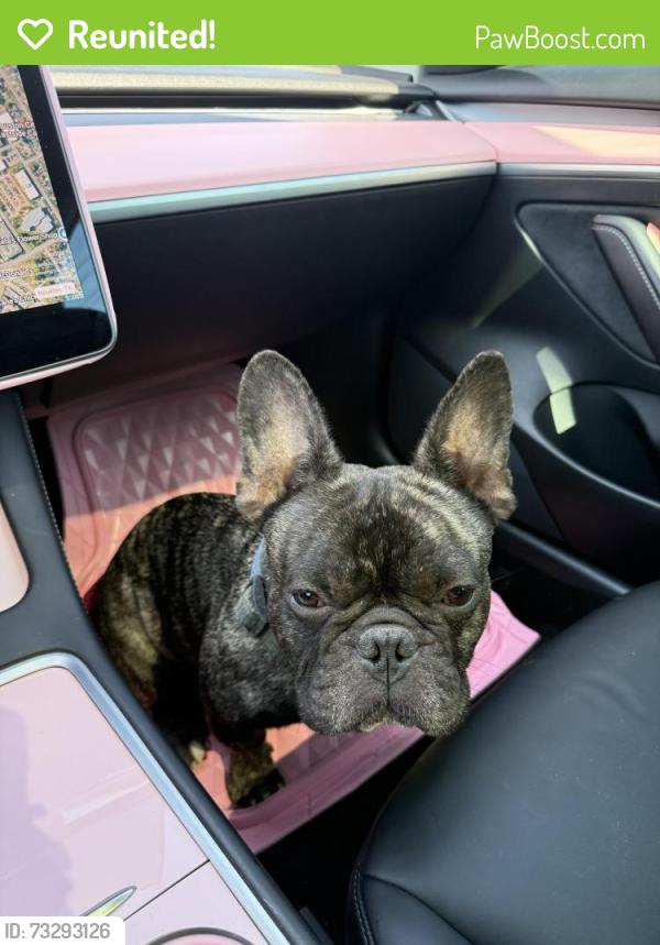 Reunited Male Dog last seen Scott Street, Houston, TX 77051