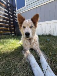 Reunited Male Dog last seen Near Laporte Ave, Fort Collins, CO 80521, USA, Fort Collins, CO 80521