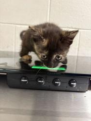Shelter Stray Female Cat last seen Near lake brook blvd, Knox County GP, TN, 3201 Division St, Knoxville, TN 37919, USA