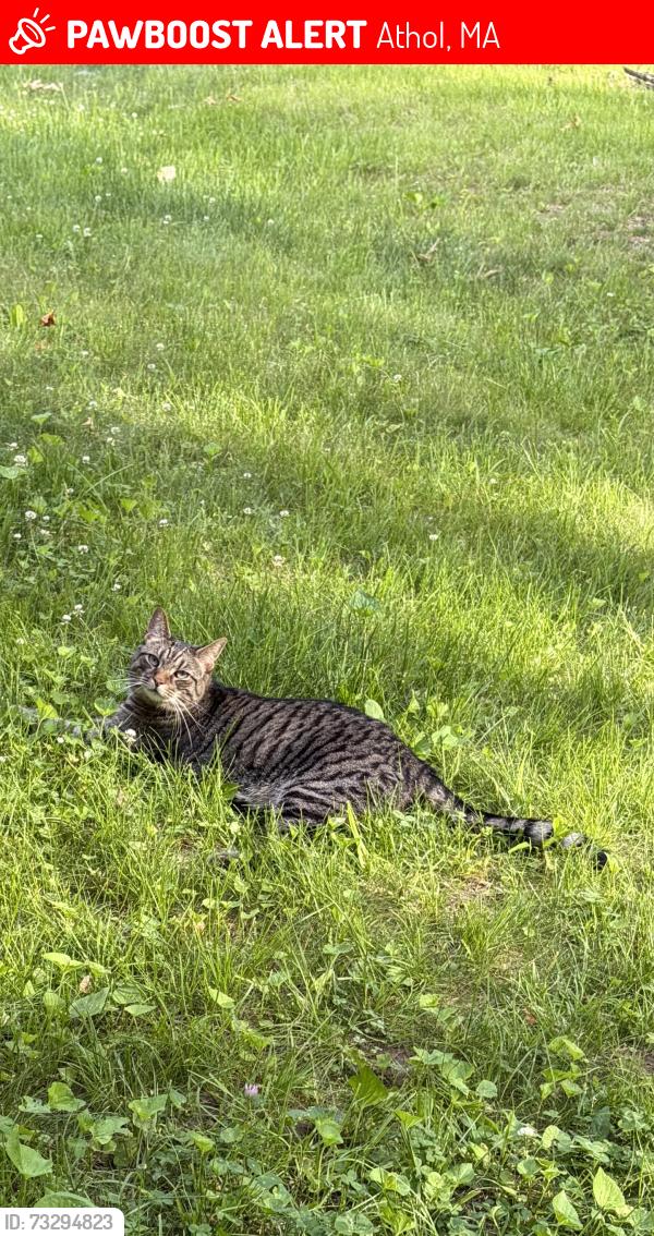Lost Female Cat last seen Hillcrest road, Athol, MA 01331