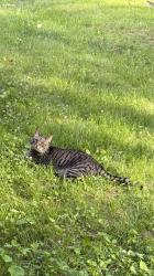 Lost Female Cat last seen Hillcrest road, Athol, MA 01331