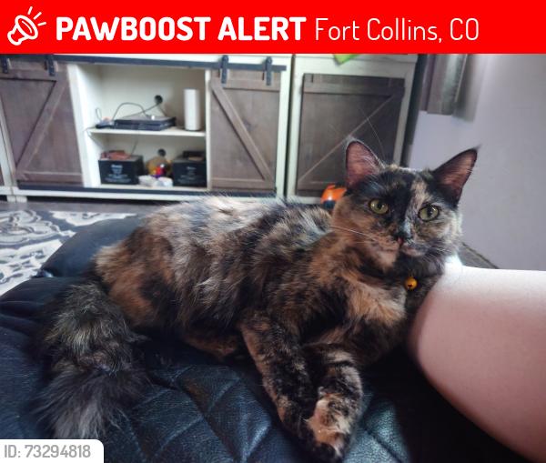Lost Female Cat last seen College and trilby, Fort Collins, CO 80525