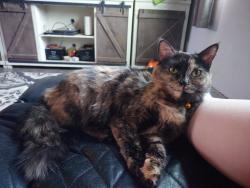 Lost Female Cat last seen College and trilby, Fort Collins, CO 80525