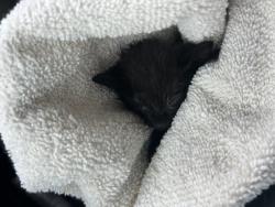 Shelter Stray Unknown Cat last seen Circle L Dr, New Bern,, 1639 Old Airport Rd, New Bern, NC 28562, USA