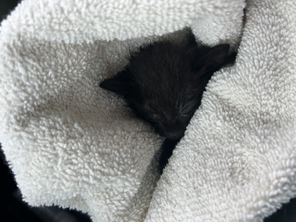 Shelter Stray Unknown Cat last seen Circle L Dr, New Bern,, 1639 Old Airport Rd, New Bern, NC 28562, USA