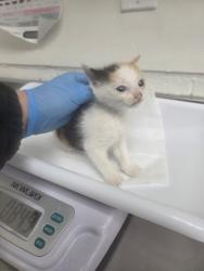 Shelter Stray Female Cat last seen , , CA, 1101 29th Ave, Oakland, CA 94601, USA