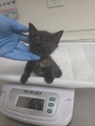 Shelter Stray Female Cat last seen , , CA, 1101 29th Ave, Oakland, CA 94601, USA