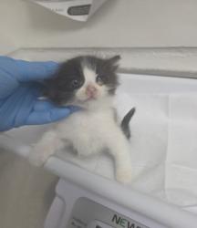 Shelter Stray Female Cat last seen , , CA, 1101 29th Ave, Oakland, CA 94601, USA
