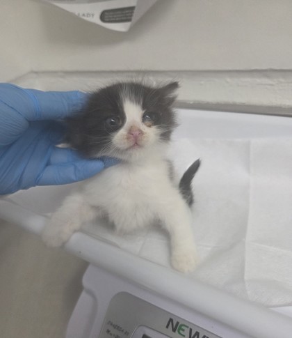 Shelter Stray Female Cat last seen , , CA, 1101 29th Ave, Oakland, CA 94601, USA