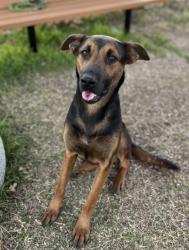 Shelter Stray Female Dog last seen , , TX, 355 Hillshire Dr, Haslet, TX 76052, USA