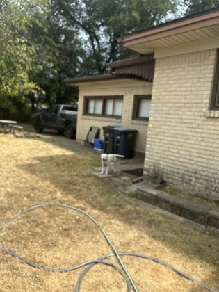 Shelter Stray Female Dog last seen Near OLIVE PL, West District, TX, 355 Hillshire Dr, Haslet, TX 76052, USA