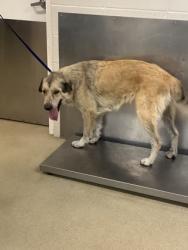 Shelter Stray Female Dog last seen Near AZLE AVE, North District, TX, 355 Hillshire Dr, Haslet, TX 76052, USA