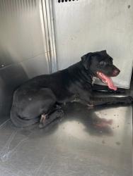 Shelter Stray Female Dog last seen Near OAKWOOD LN, District 13 - Tarrant County, TX, 355 Hillshire Dr, Haslet, TX 76052, USA