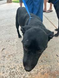 Shelter Stray Female Dog last seen Near OAKWOOD LN, District 13 - Tarrant County, TX, 355 Hillshire Dr, Haslet, TX 76052, USA