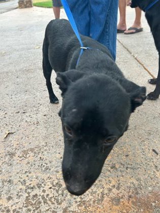 Shelter Stray Female Dog last seen Near OAKWOOD LN, District 13 - Tarrant County, TX, 355 Hillshire Dr, Haslet, TX 76052, USA