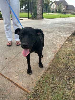 Shelter Stray Male Dog last seen Near OAKWOOD LN, District 13 - Tarrant County, TX, 355 Hillshire Dr, Haslet, TX 76052, USA