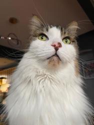 Lost Male Cat last seen W Hazelhurst St & Allen, Ferndale, MI 48220
