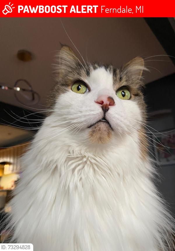 Lost Male Cat last seen W Hazelhurst St & Allen, Ferndale, MI 48220