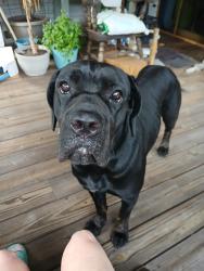 Found/Stray Female Dog last seen Highway 100 area, Lake City, FL 32055