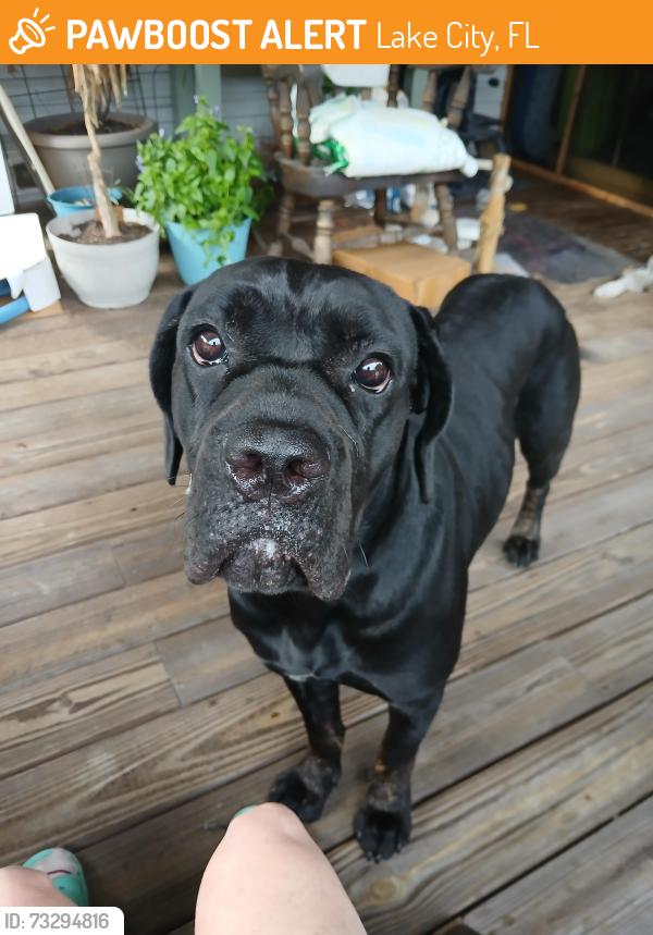 Found/Stray Female Dog last seen Highway 100 area, Lake City, FL 32055