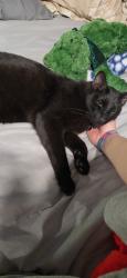 Lost Male Cat last seen South stewart and lytton by bank of stockton, Sonora, CA 95370
