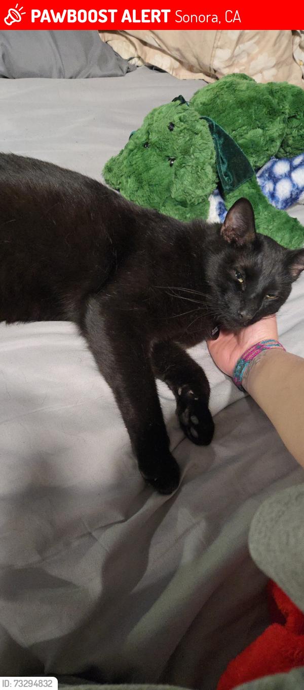Lost Male Cat last seen South stewart and lytton by bank of stockton, Sonora, CA 95370