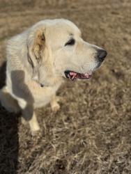 Reunited Male Dog last seen Olivette rd, Asheville, NC 28806