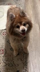 Reunited Male Dog last seen Silver Rose, Selma, TX 78154, USA, Selma, TX 78154
