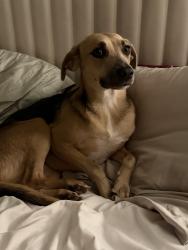 Lost Female Dog last seen Broadway st, San Antonio, TX 78209