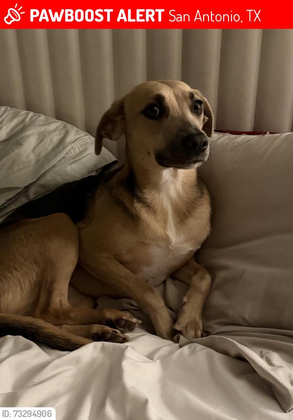 Lost Female Dog last seen Broadway st, San Antonio, TX 78209