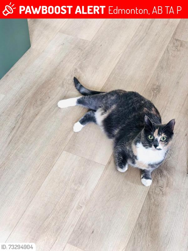 Lost Female Cat last seen Capilano Community League, Edmonton, AB T6A 2P6