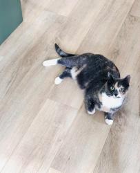Lost Female Cat last seen Capilano Community League, Edmonton, AB T6A 2P6