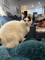 Lost Female Cat last seen Near Polaris Dr Walkersville, Walkersville, MD 21793