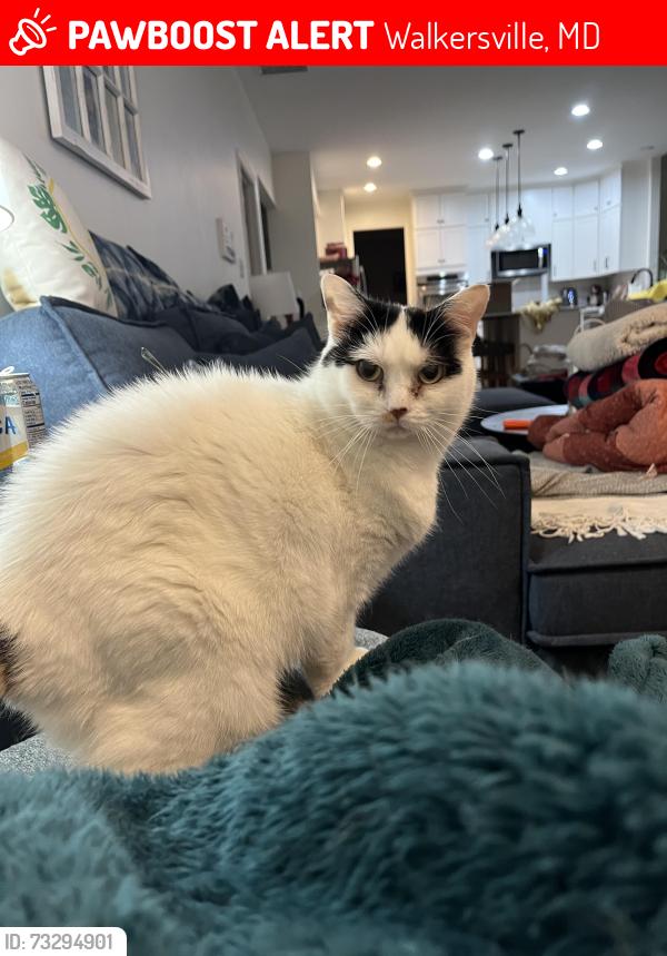 Lost Female Cat last seen Near Polaris Dr Walkersville, Walkersville, MD 21793