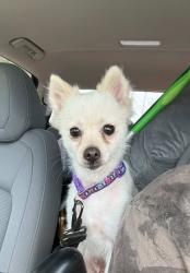 Found/Stray Female Dog last seen N Bowen Road, Arlington, TX 76012
