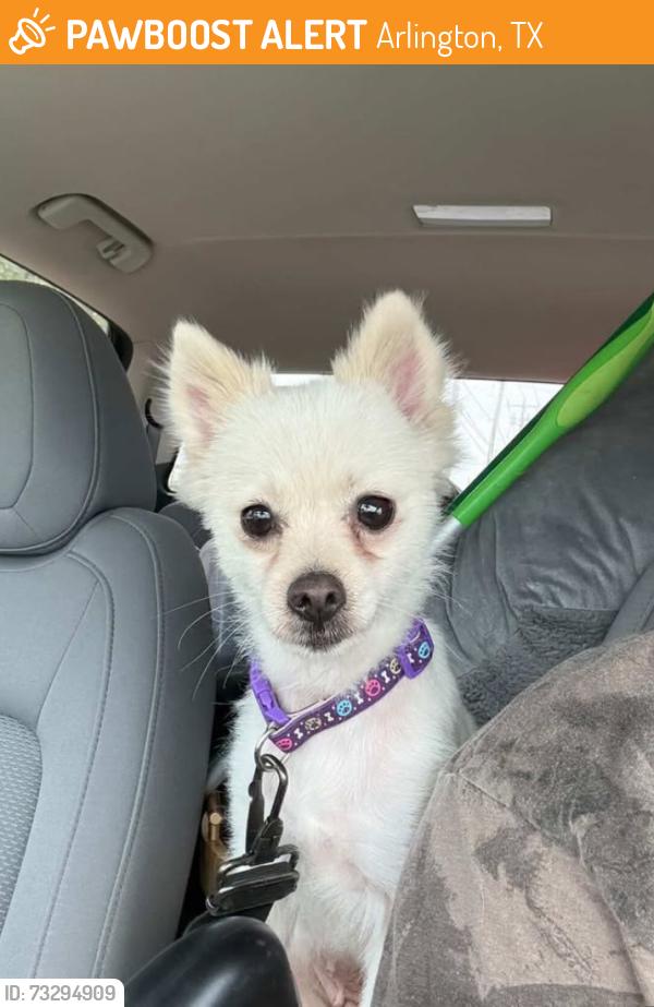 Found/Stray Female Dog last seen N Bowen Road, Arlington, TX 76012