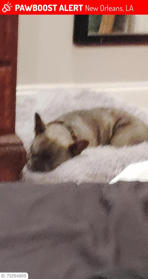 Lost Male Dog last seen Second and north Claiborne, New Orleans, LA 70125