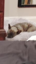 Lost Male Dog last seen Second and north Claiborne, New Orleans, LA 70125