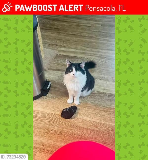 Lost Male Cat last seen Hwy 98 & Fairfield Dr, Pensacola, FL 32506