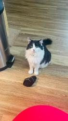 Lost Male Cat last seen Hwy 98 & Fairfield Dr, Pensacola, FL 32506