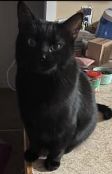 Lost Male Cat last seen 3 mile, Potter and Garfield, East Bay Township, MI 49696