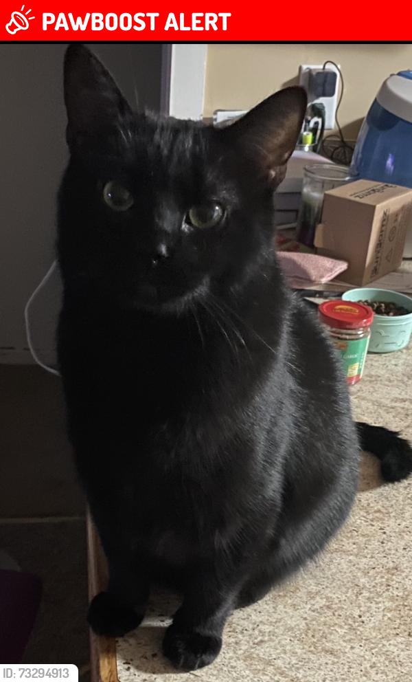 Lost Male Cat last seen 3 mile, Potter and Garfield, East Bay Township, MI 49696