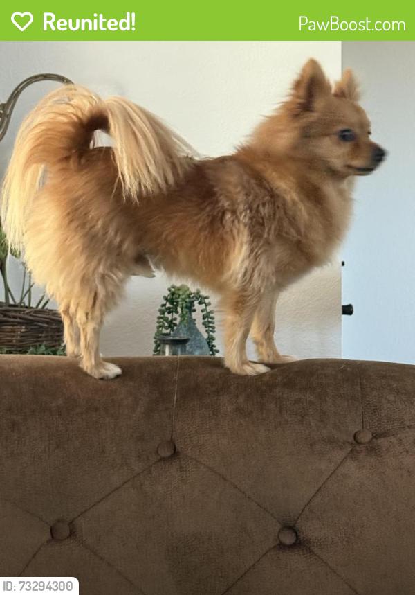 Reunited Male Dog last seen Destiny and 5 star auto car wash, Rocklin, CA 95678