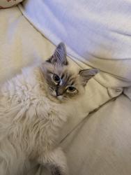 Reunited Male Cat last seen Hayes Valley, San Francisco, CA 94117